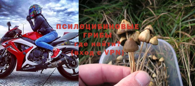 Псилоцибиновые грибы Psilocybine cubensis  купить   Калининск 